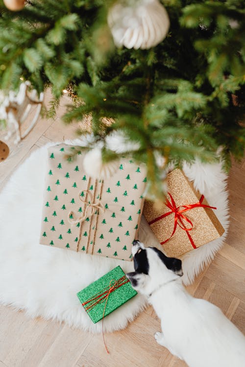 A Dog with Christmas Presents