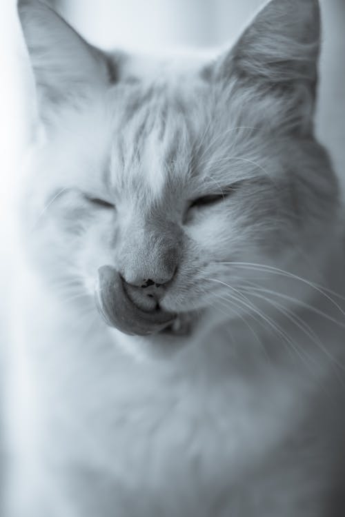 Grayscale Photo of a Cat Licking Itself