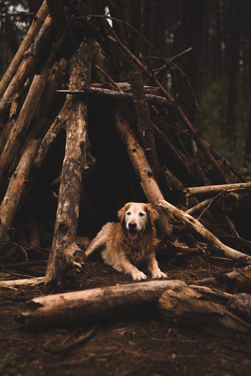Dog resting in hut in forest