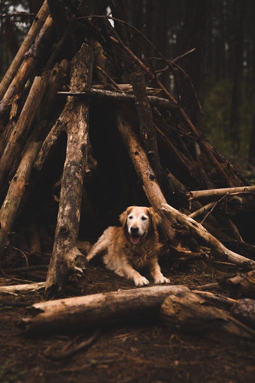 Foto profissional grátis de abandonado, acasalar, acordo