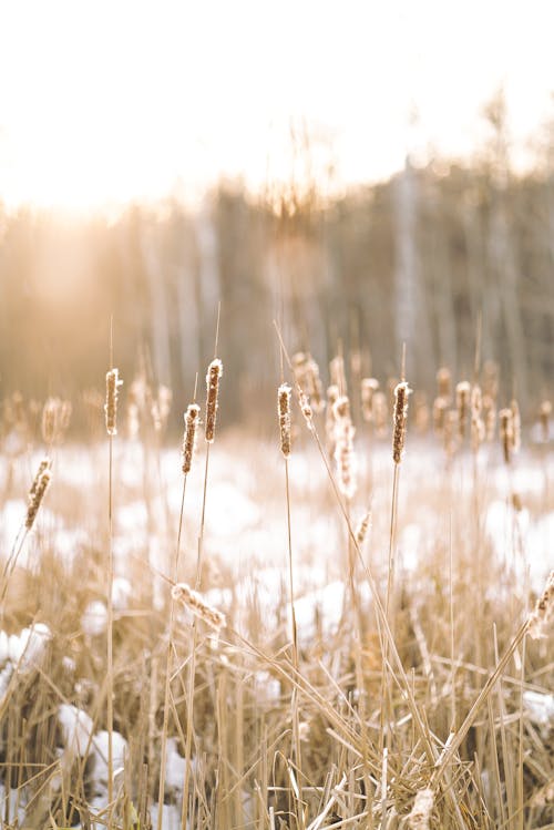 Blurred wheat field in flakes in bright sunlight on background of forest in snowy winter