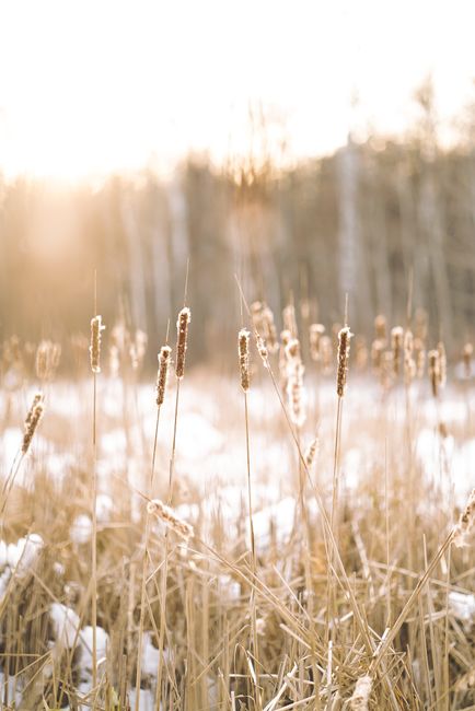 Blurred wheat field in flakes in bright sunlight on background of forest in snowy winter