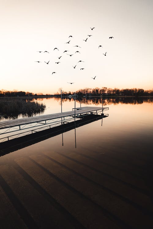 Gulls flying over lake near pier in evening