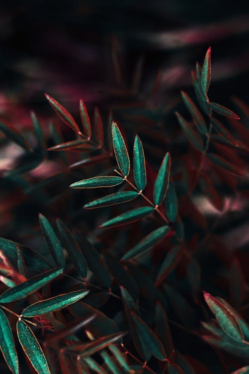 Green Leaves in Close-up Photography