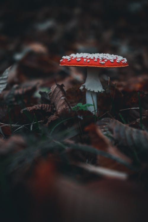 Free Fly Agaric Mushroom and Brown Leaves in Close-up Photography Stock Photo