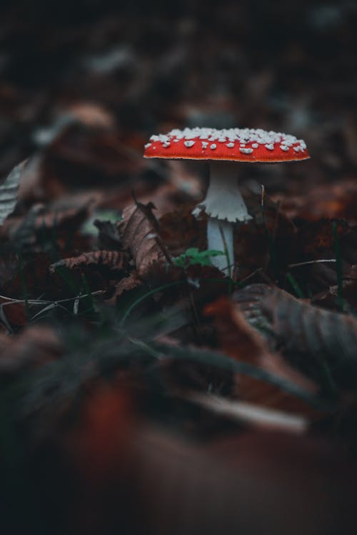 Kostenloses Stock Foto zu braune blätter, fliegenpilz, fungi