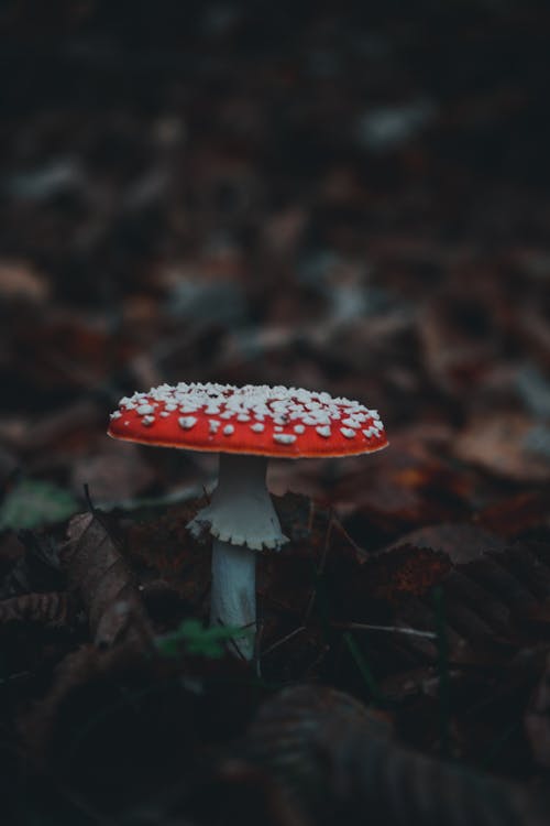 Kostenloses Stock Foto zu braune blätter, fliegenpilz, fungi