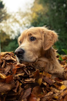 Golden Retriever dog lies in a pile of autumn leaves, creating a serene fall scene.