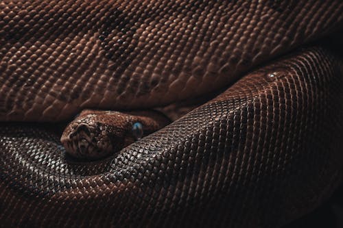 Kostnadsfri bild av djurfotografi, orm, python