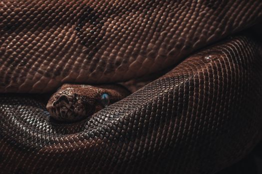 snake photo