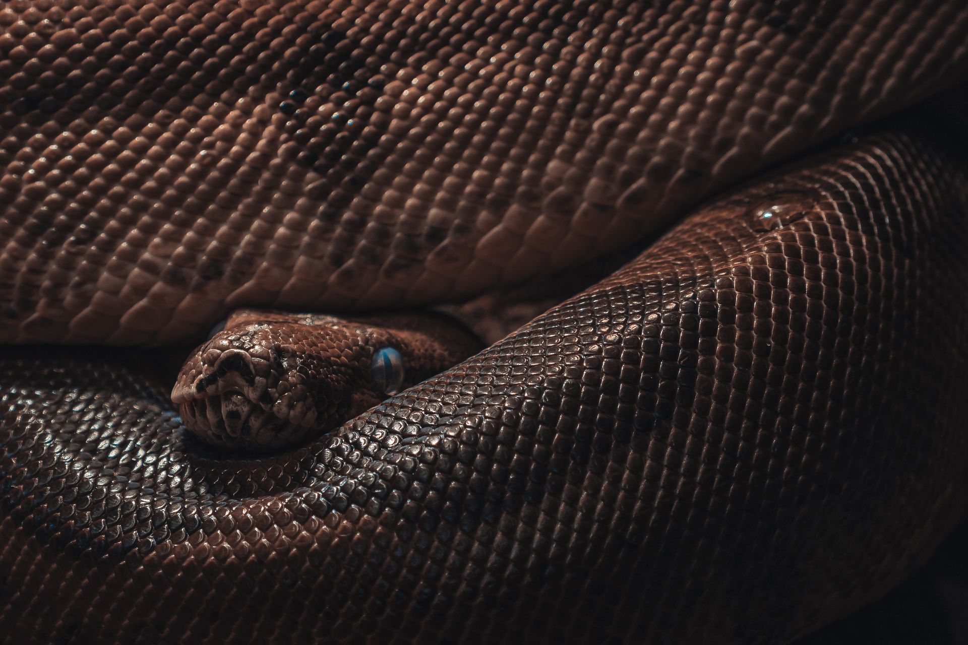 Close Up Photo of a Brown snake