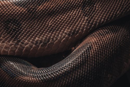 Photo of a Brown Snake Skin 