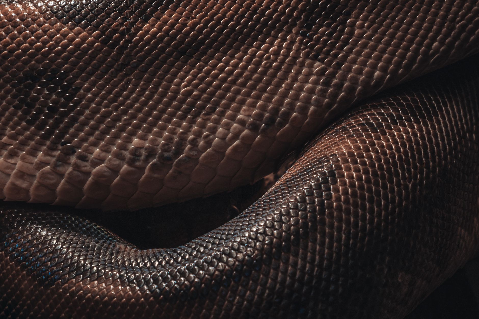 Intricate texture of python snake skin with detailed scale patterns.