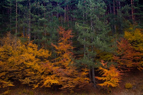 Gratis lagerfoto af efterår, falde, skov Lagerfoto