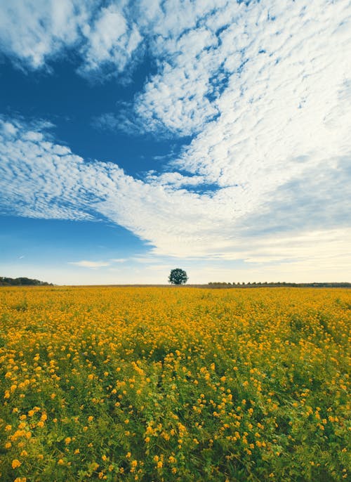 คลังภาพถ่ายฟรี ของ ชนบท, ดอกสีเหลือง, ทุ่งหญ้าแห้ง