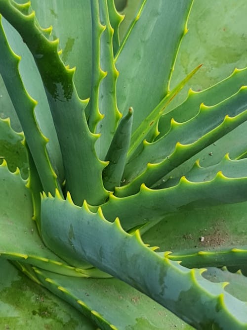 Gratis lagerfoto af Aloe vera, grøn, lodret skud