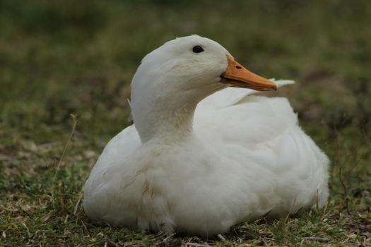 Close-up Photo of a White Duck