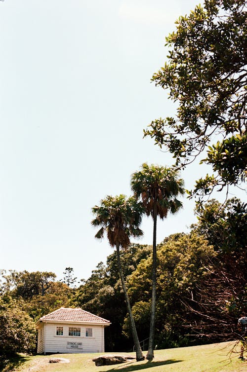 Foto d'estoc gratuïta de a l'aire lliure, alt, arbre