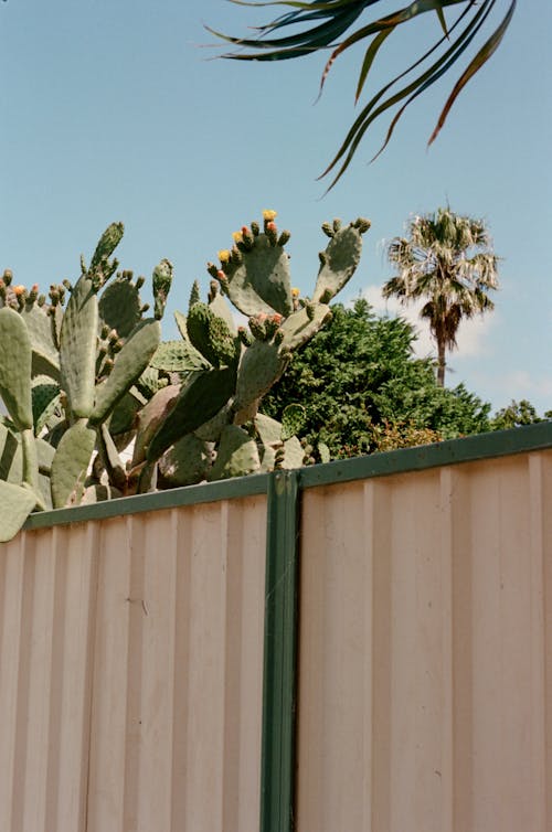 Fotobanka s bezplatnými fotkami na tému kaktus, ohrada, pestovanie
