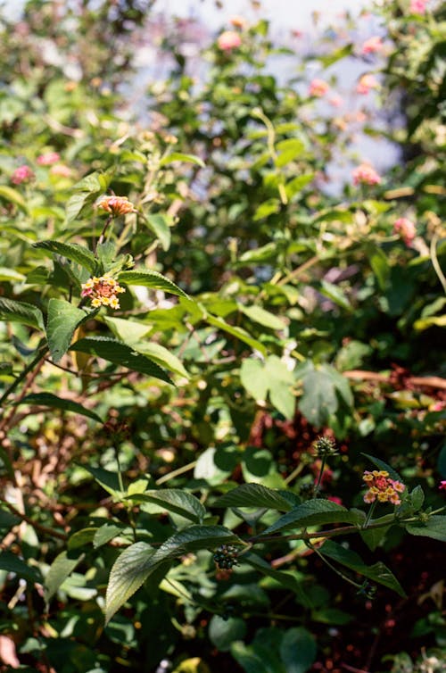 Peaceful bright green branches of shrub with leaves and flowers on sunny summer day