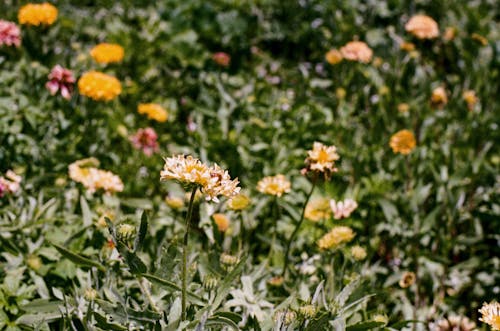 Fotos de stock gratuitas de bonito, campo de flores, césped