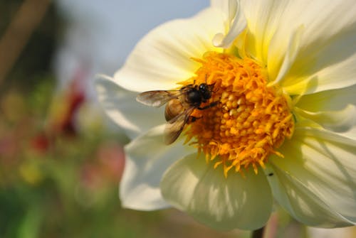 Foto stok gratis bunga-bunga, lebah