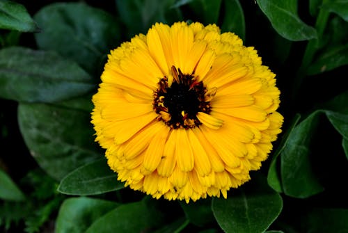 бесплатная Желтый цветок с лепестками в цвету Стоковое фото