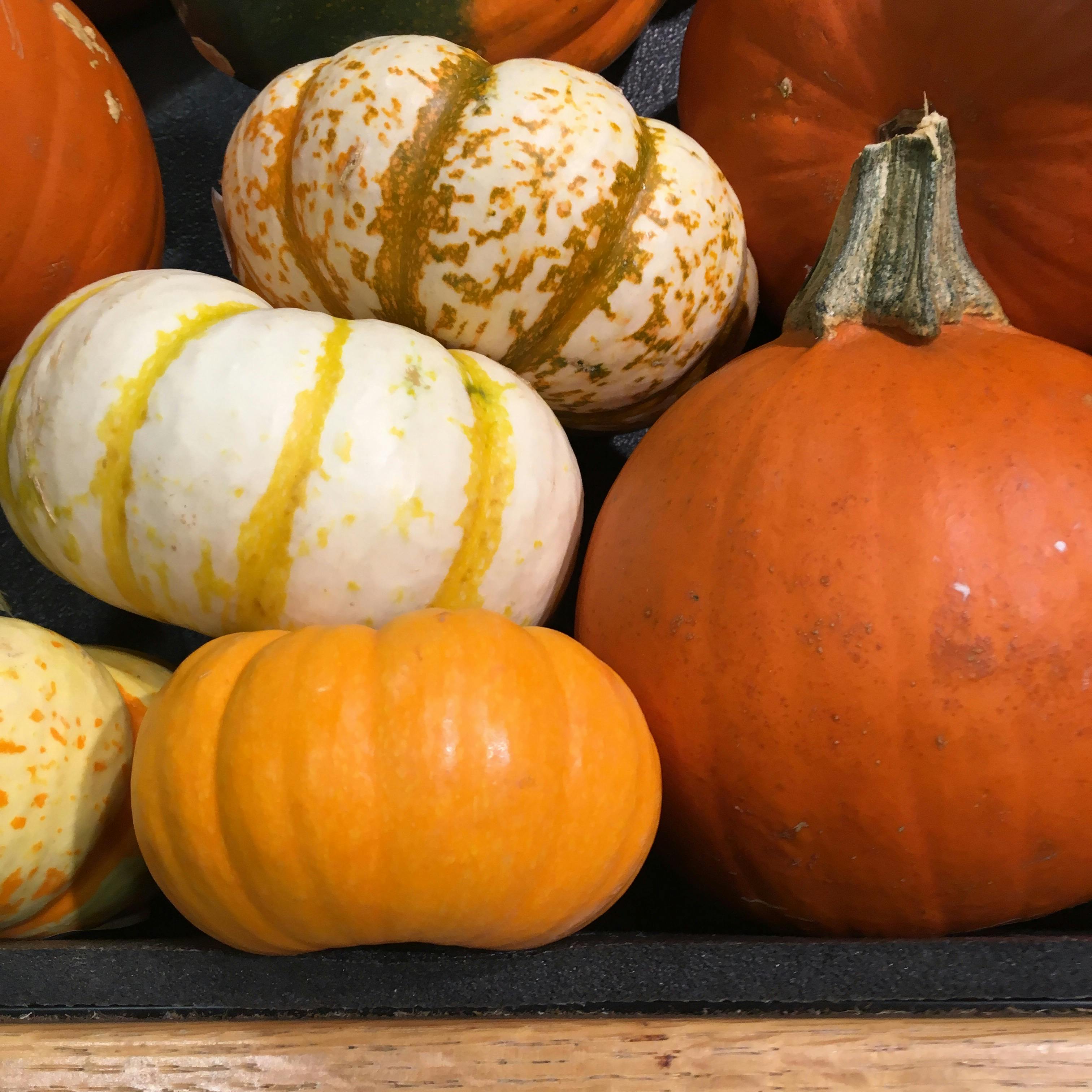 Free stock photo of autumn, autumn colours, autumn decoration