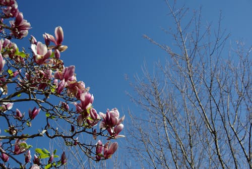 Základová fotografie zdarma na téma modrá obloha, růžové květiny, strom