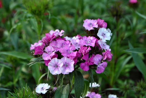 Shallow Focus of Pink Flowers