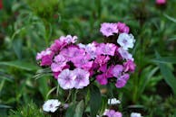 特写镜头中，花园里盛开着充满活力的粉红色和白色花朵