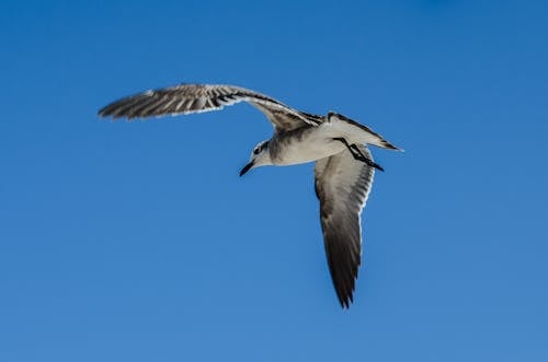 Darmowe zdjęcie z galerii z błękitne niebo, dziki, fotografia ptaków
