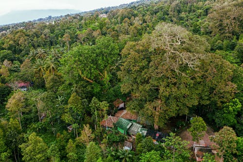 Amazing drone view of small residential houses hidden amidst lush green trees growing in tropical jungle in daytime
