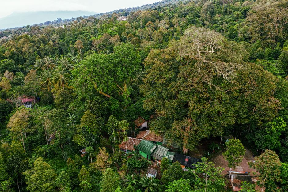 Menaklukkan Jalur Trekking Ekstrim di Hutan Belantara Langara