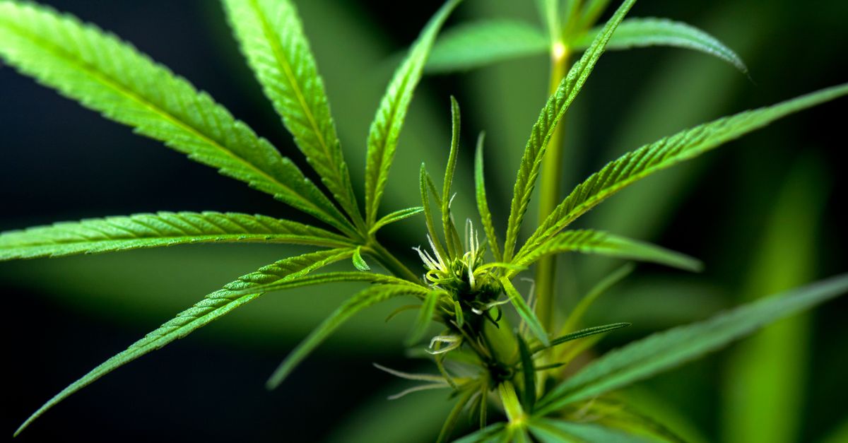 Les effets du CBD sur le stress : que faut-il savoir ?