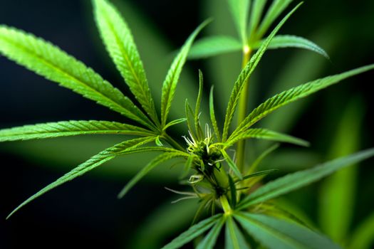Close-up of vibrant green cannabis leaves showcasing detailed texture and intricate patterns.