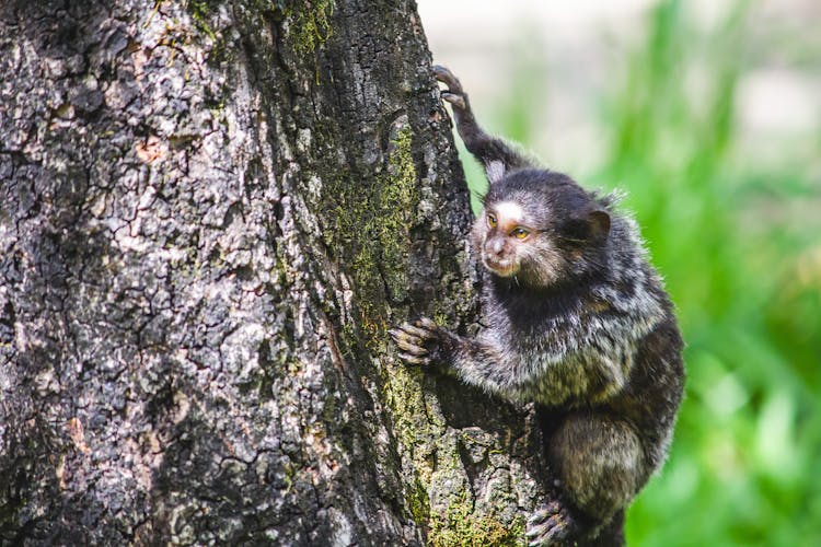 A Monkey Climbing A Tree Trunk