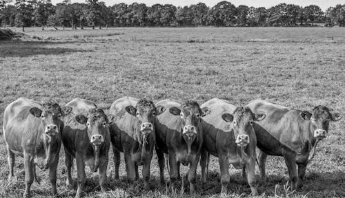 Безкоштовне стокове фото на тему «група, дерева, корови» стокове фото