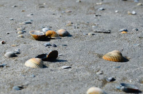 Free Close-up Photo of Seashells Stock Photo