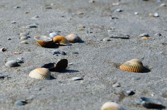 seashell shore