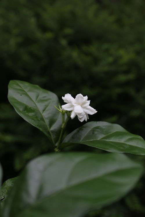 Free A detailed close-up of a jasmine flower with lush green leaves in focus, featuring natural beauty. Stock Photo