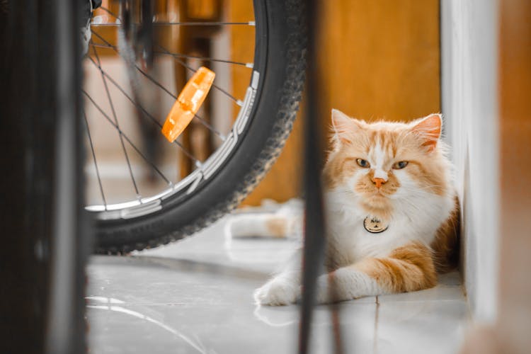 Ginger Cat With Attitude