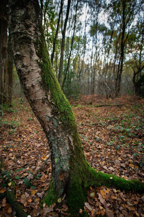 Безкоштовне стокове фото на тему «вертикальні постріл, дерева, ліс»