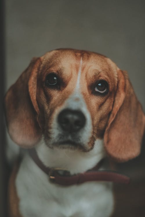 Close-up Photo of a Beagle
