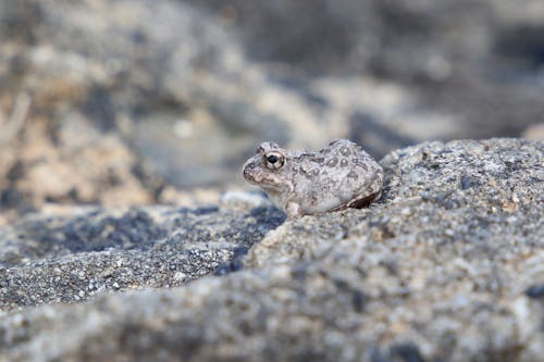 A Frog on a Rock 