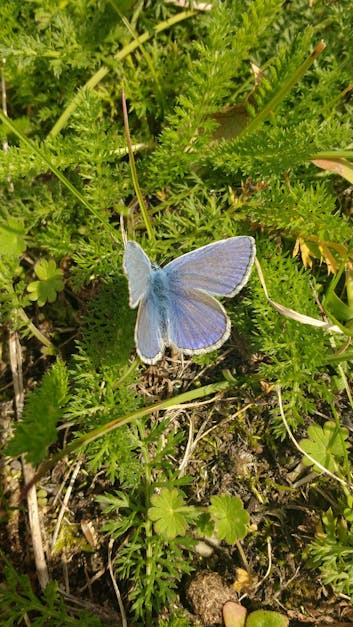 Free stock photo of butterfly, common blue, nature