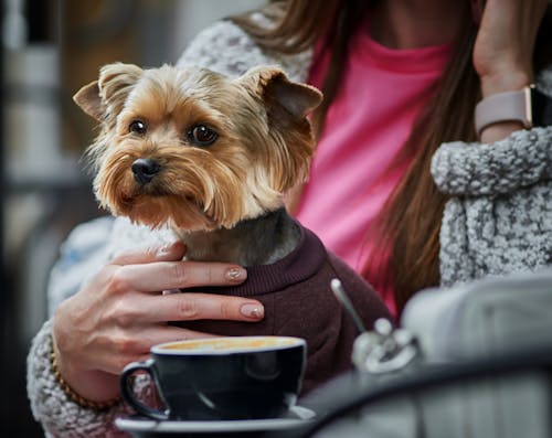 Δωρεάν στοκ φωτογραφιών με Yorkshire Terrier, αξιολάτρευτος, γκρο πλαν Φωτογραφία από στοκ φωτογραφιών