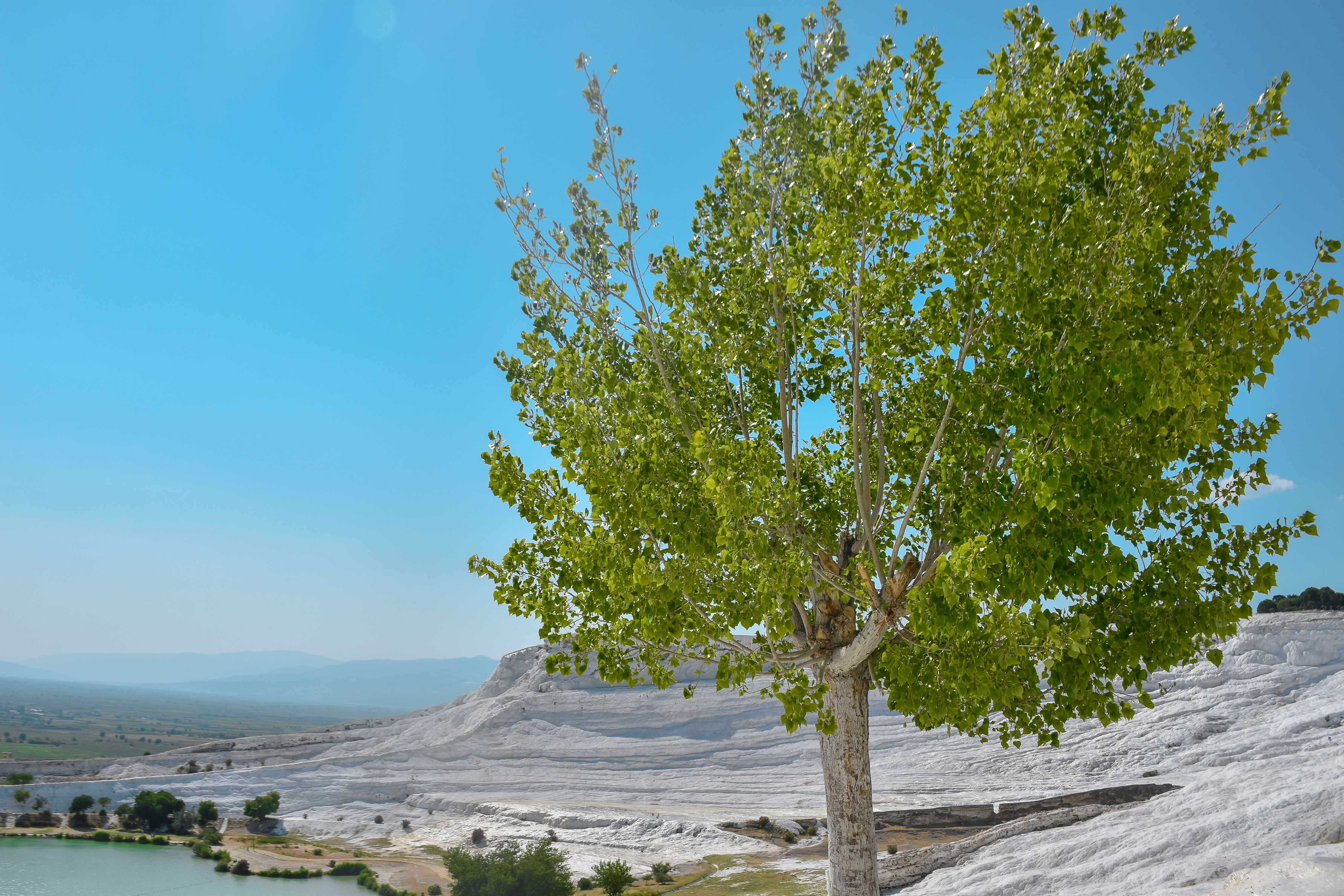 Green Tree on White Sand Beach · Free Stock Photo