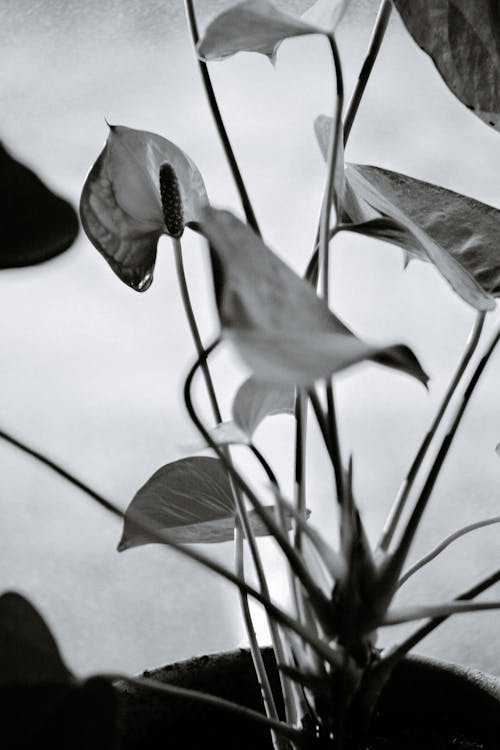 Black and white of blooming anthurium growing in pot against light background in room
