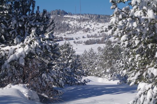 Serene winter scene with snow-laden pine trees and blue skies.